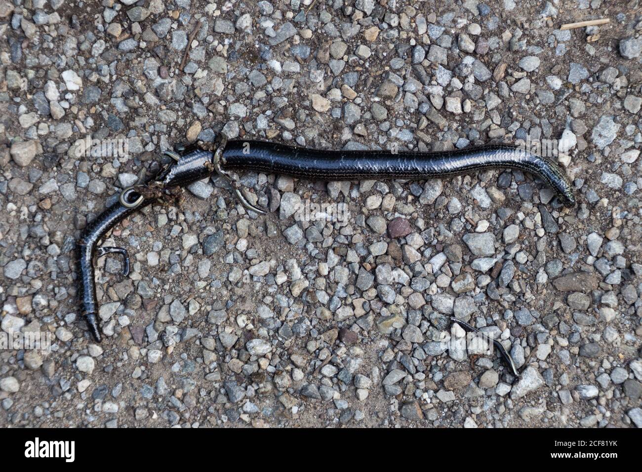 Dead pregnant Blindworm run over by a bicycle with its young pressed out of its body Stock Photo