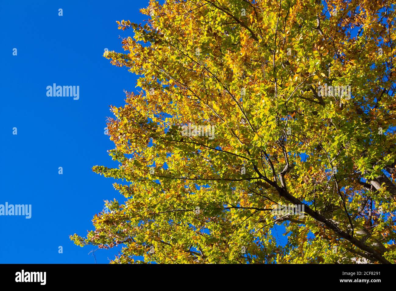 Blue sky with autumn colors tree Stock Photo - Alamy