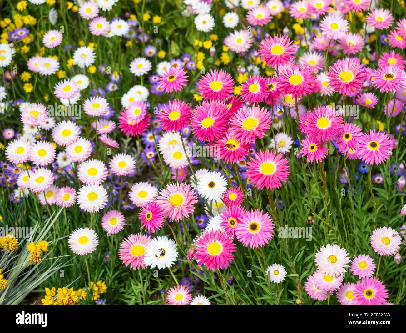 Pink everlasting flowers are part of the daisy family. They grow