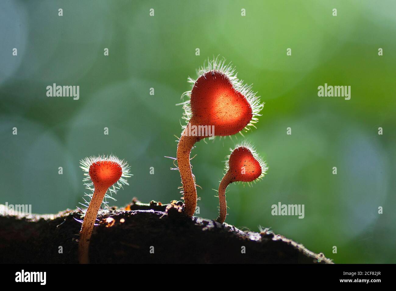 Red Hairy Cup Fungi Mushroom Cookiena Tricholoma on a wood. Macro Photo Stock Photo