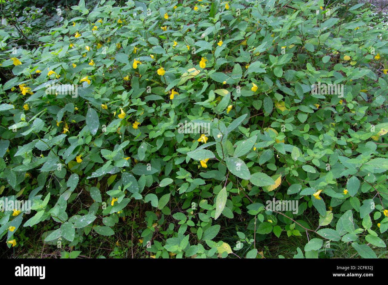 Touch me not Balsam growing in the forest, also called Impatiens noli tangere or Grosses Springkraut Stock Photo
