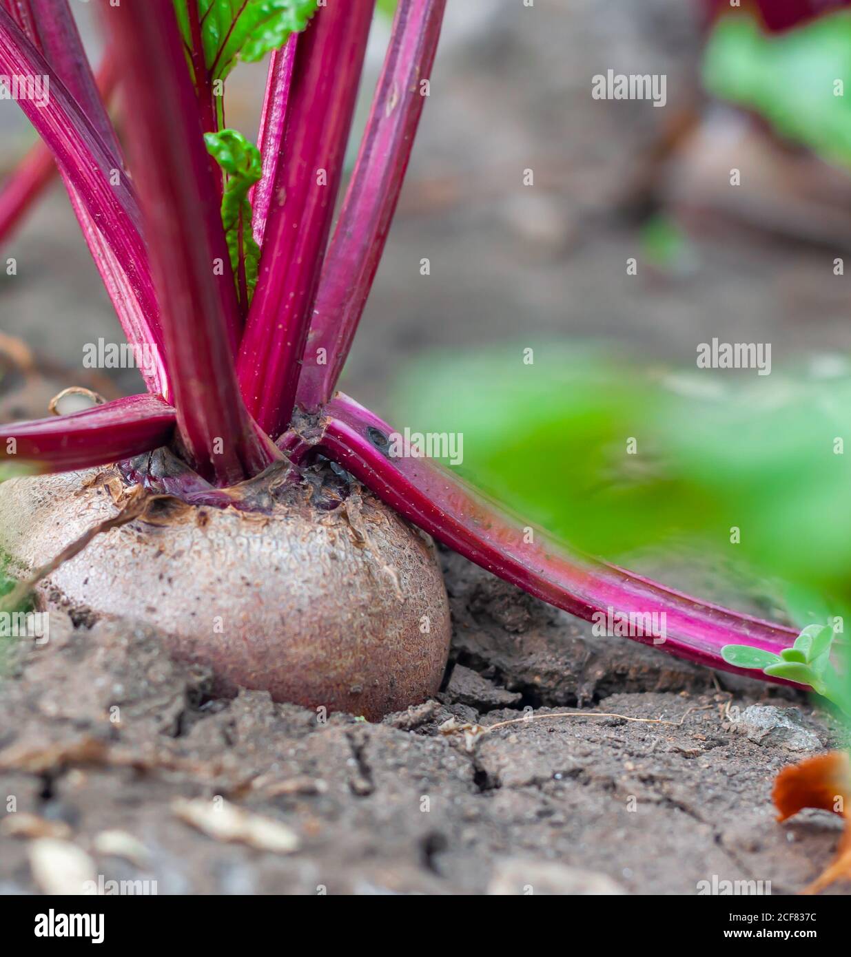 Organic beets in a vegetable garden, close-up, vertical orientation ...