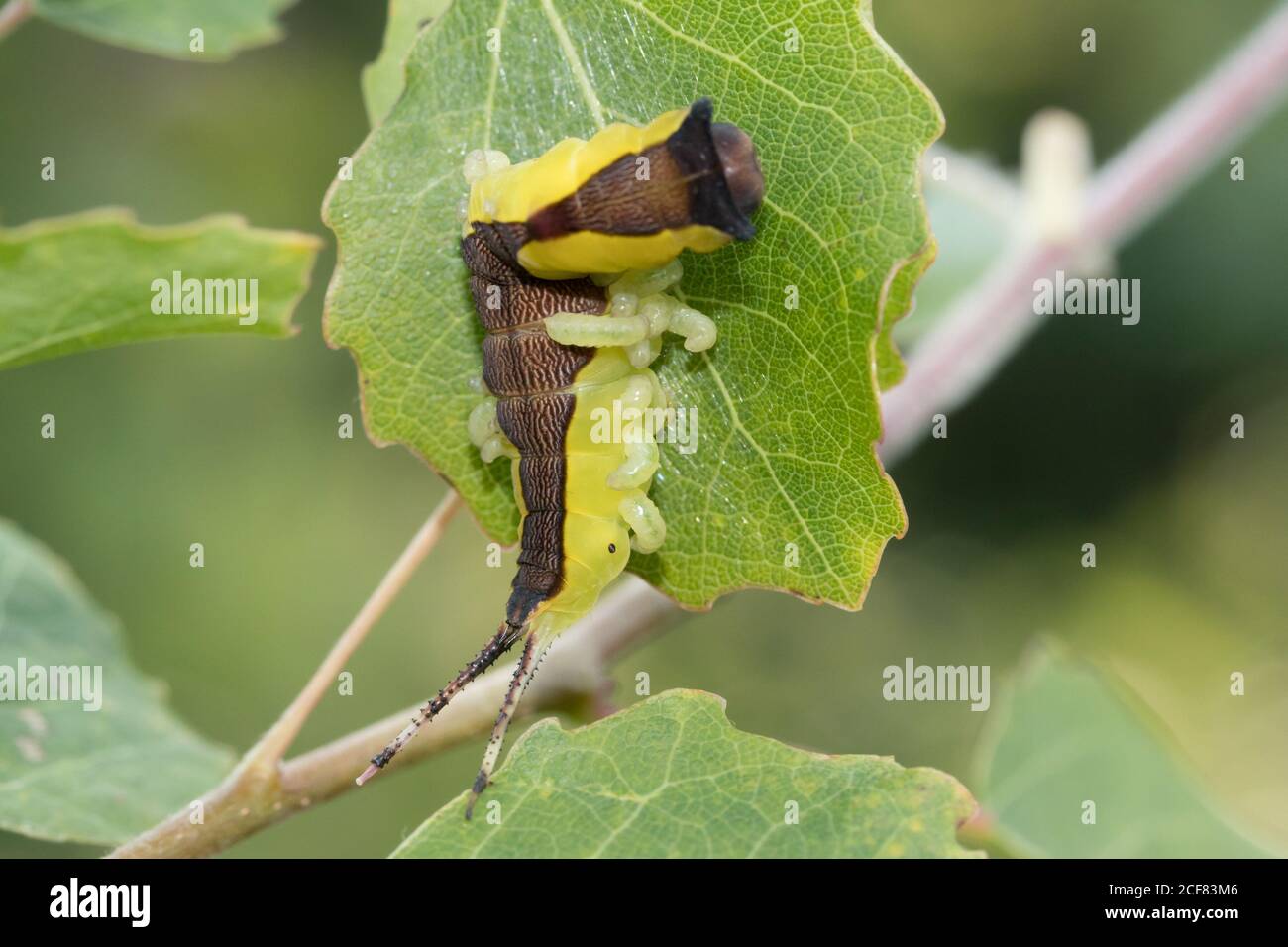 Puss moth (Cerura vinula) caterpillar with parasitic wasp larvae ...