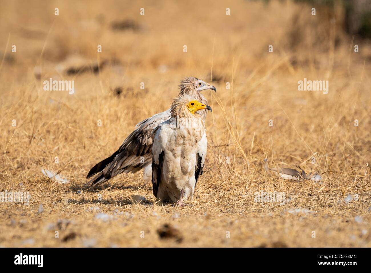 Egyptian vulture or Neophron percnopterus at jorbeer conservation reserve bikaner rajasthan india Stock Photo