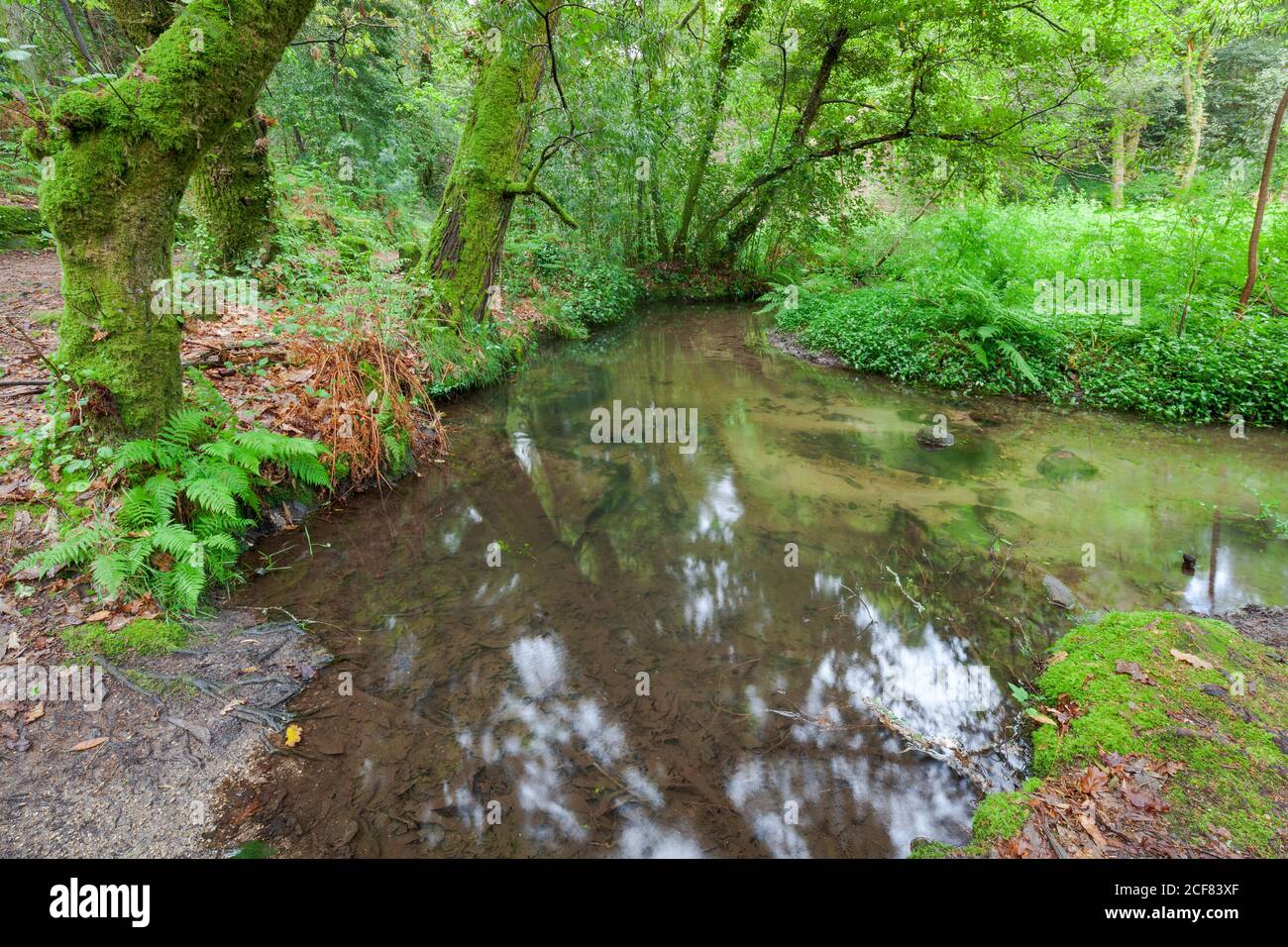 Stream in forest ferns humid vegetation in Galicia, Spain Stock Photo