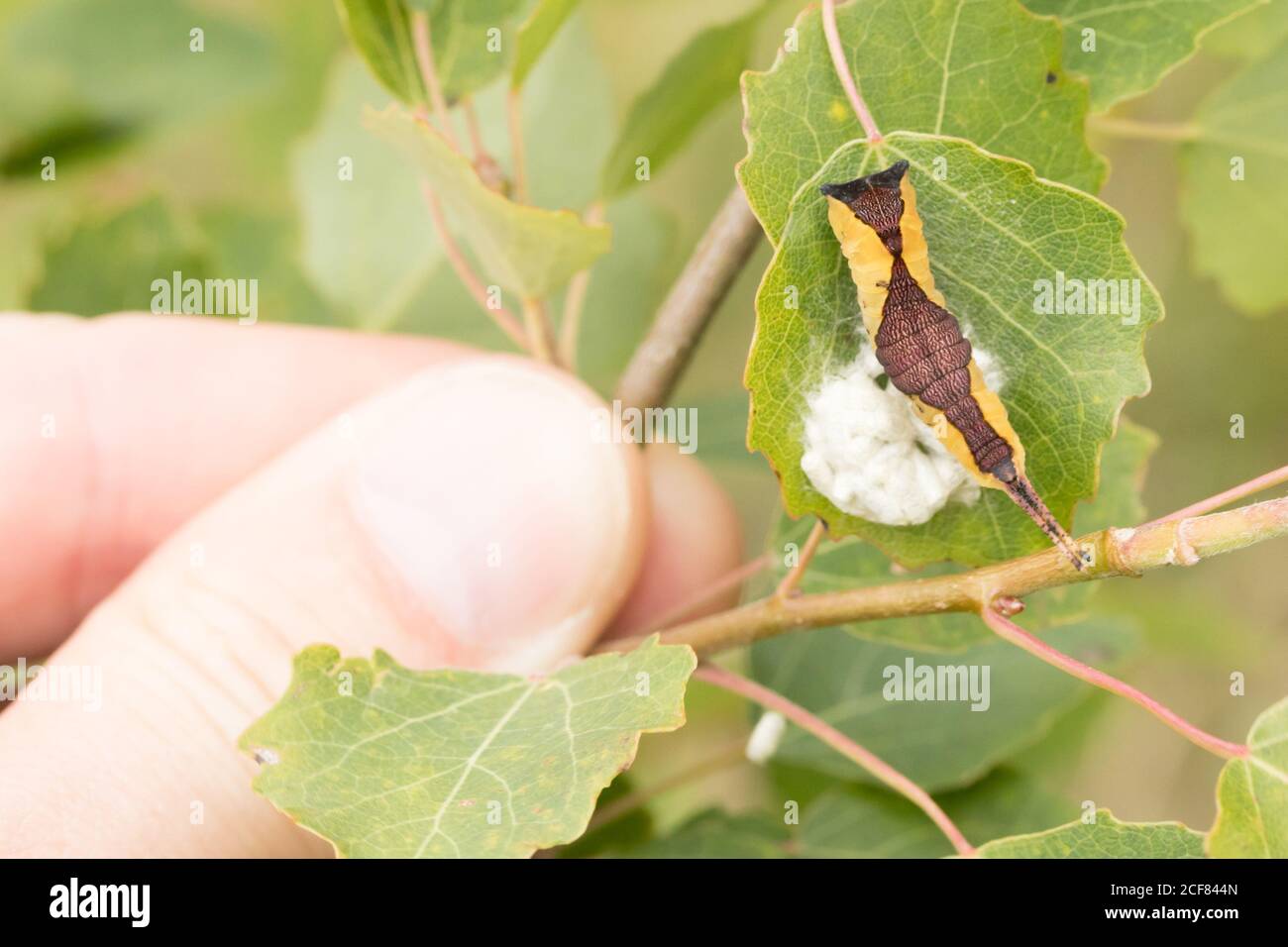 Puss moth (Cerura vinula) caterpillar with cocoons of parasitic wasp ...
