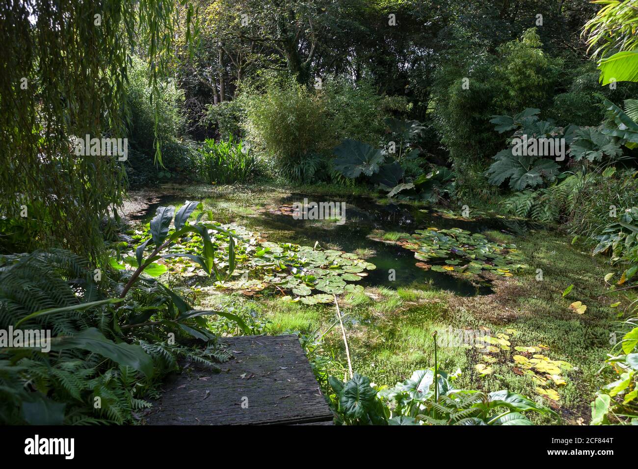 Luxuriant foliage round a pond, and part of the slate paving of the