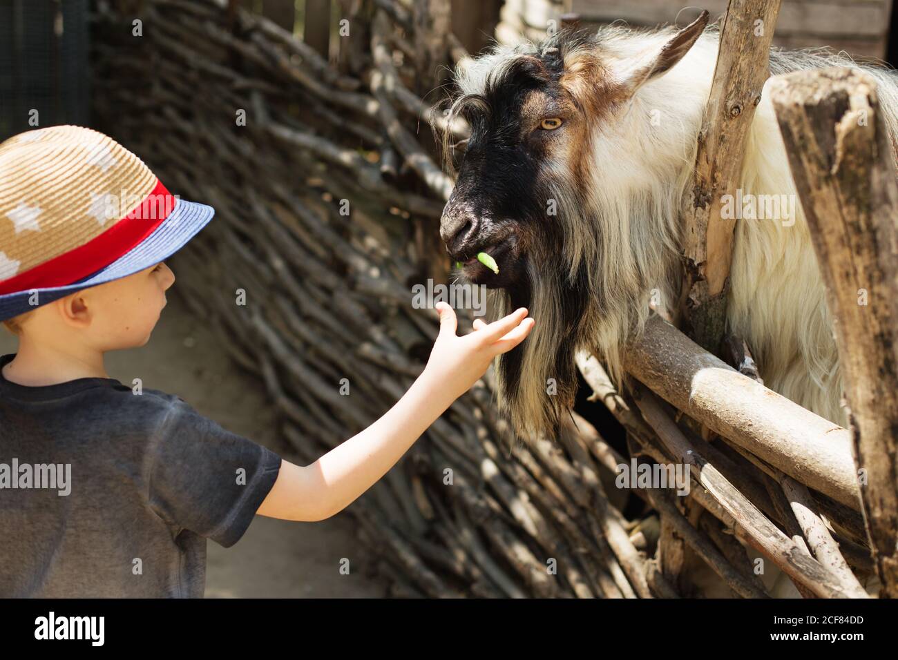 The little boy feeds goats on a farm. Little baby and goats. Child feeds goat at pet zoo. Holidays in the country. Active leisure with children outdoo Stock Photo