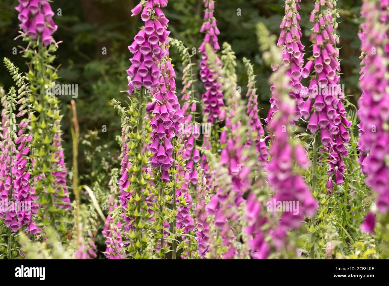 Foxgloves (Digitalis purpurea) growing wild in woodland. Surrey, UK ...