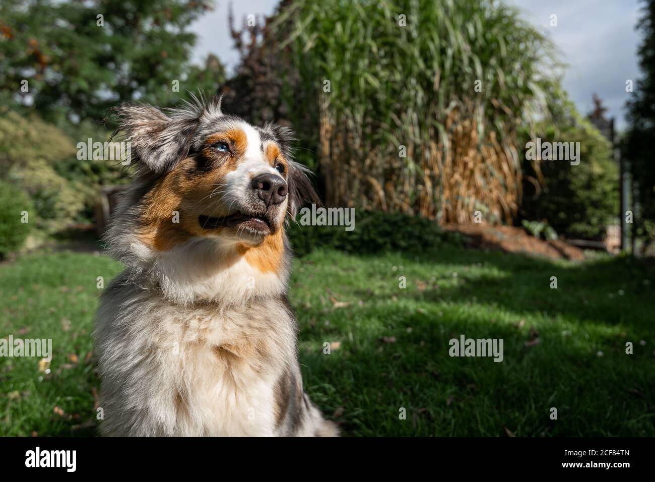 an australian shepherd wide angle shot sitting on the green gras looking to the side smiling Stock Photo