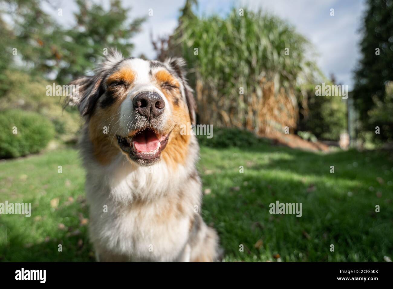 an australian shepherd wide angle shot sitting on the green gras funny face smile closed eyes Stock Photo