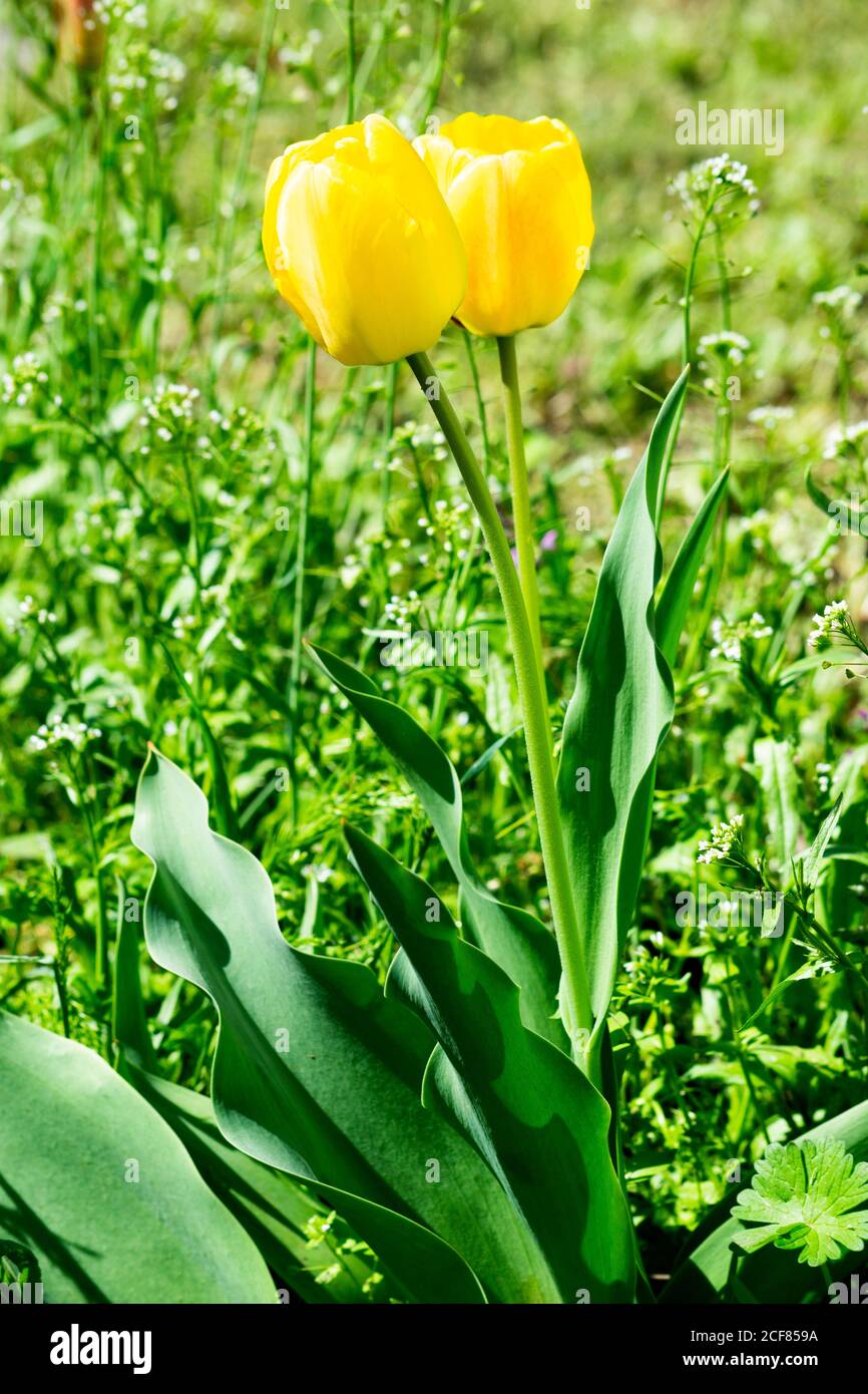 yellow tulips growing on the green lawn in spring Stock Photo - Alamy