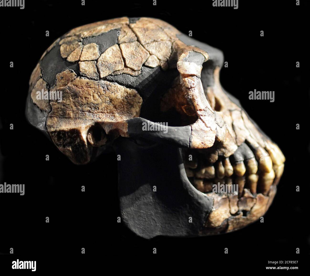 Ardipethecus ramidus genus of extinct hominine.Ardi skeleton fossilized partial female hominid skeleton.Ardipithecus ramidus - Extinct primate. Found in Awash Ethiopia.based on ARA-VP-6r Stock Photo
