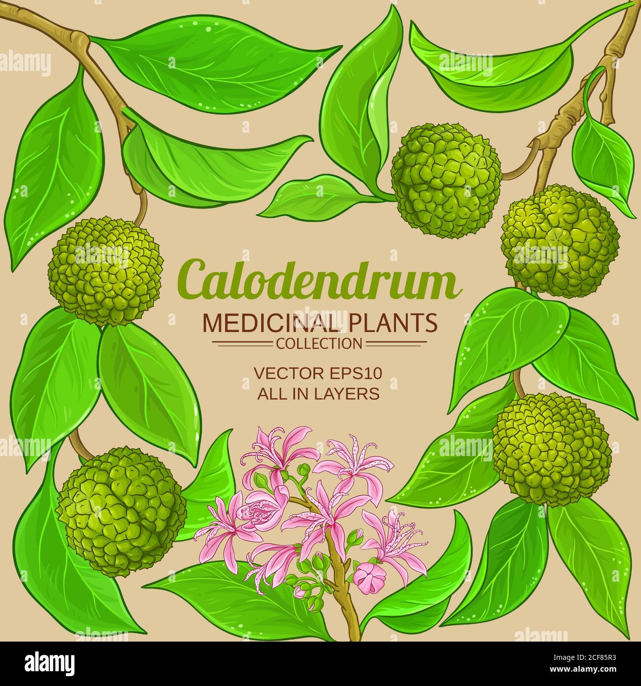 calodendrum vector frame Stock Vector