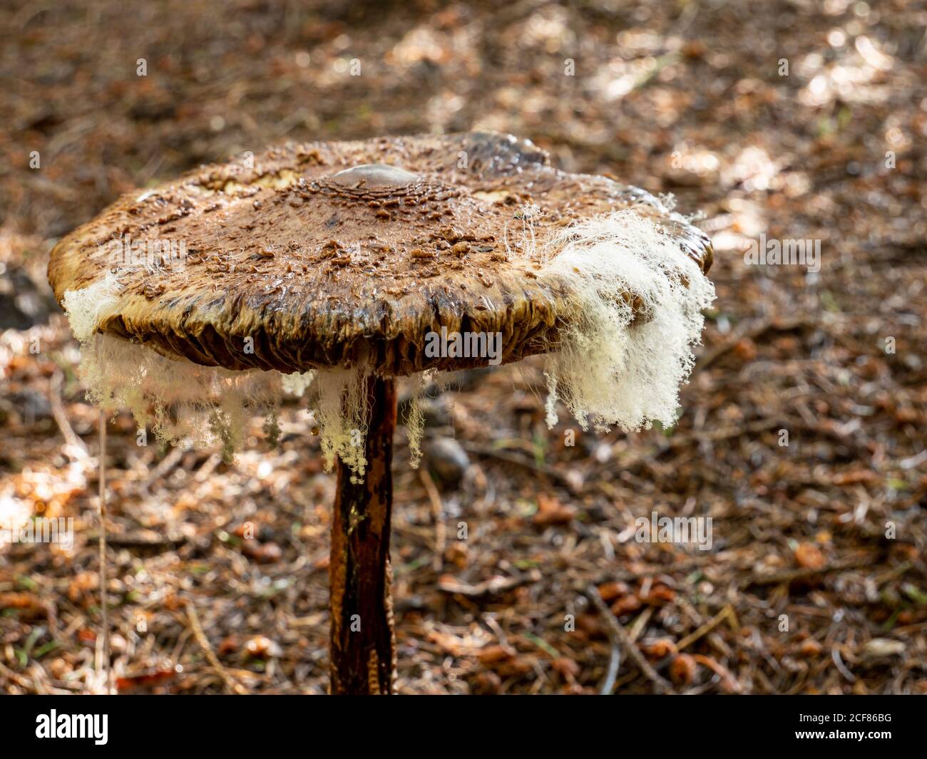 Parasol mushroom giant umbrella mushroom with mold spores in the forest