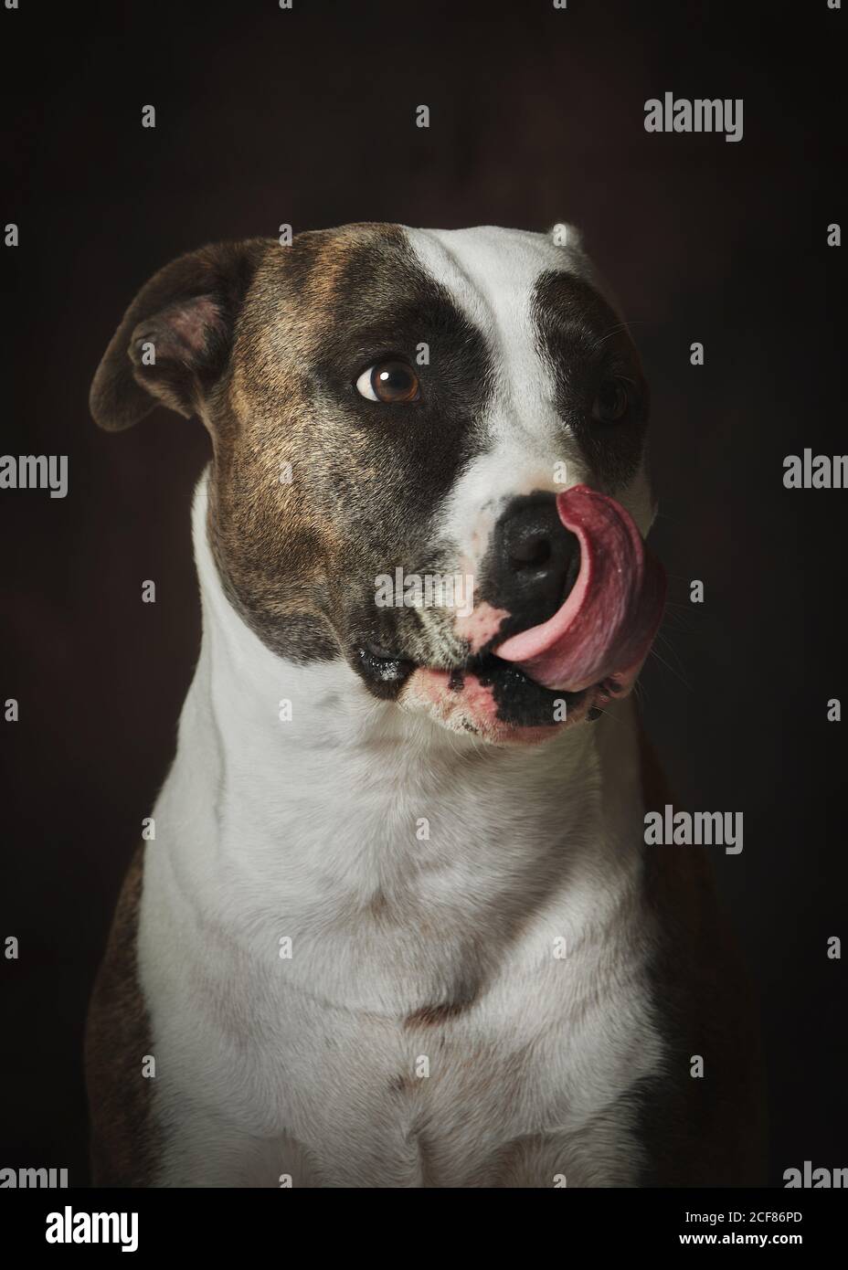 Strong attentive spotted Amstaff dog Stock Photo