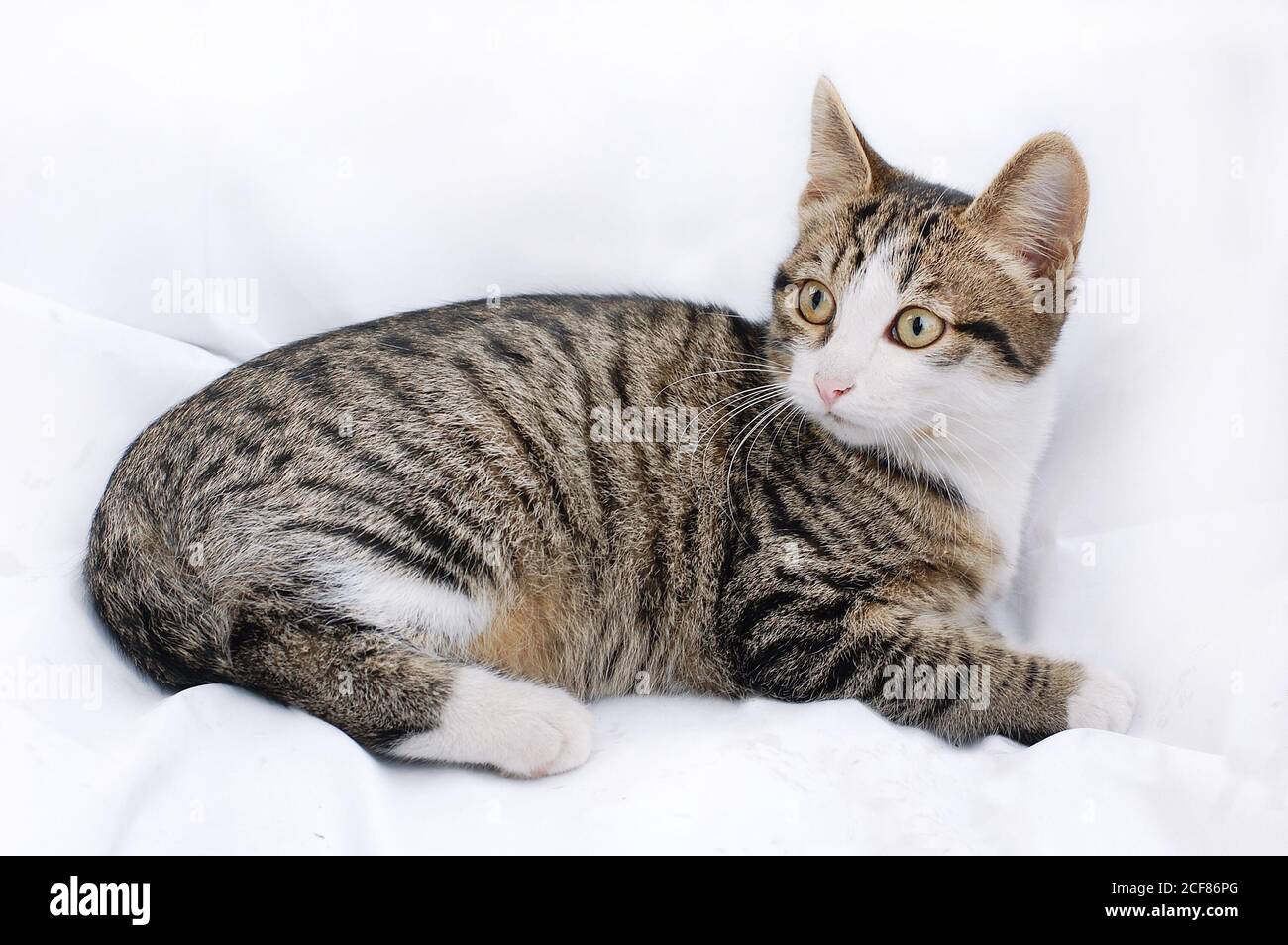 5 month 2024 old kitten