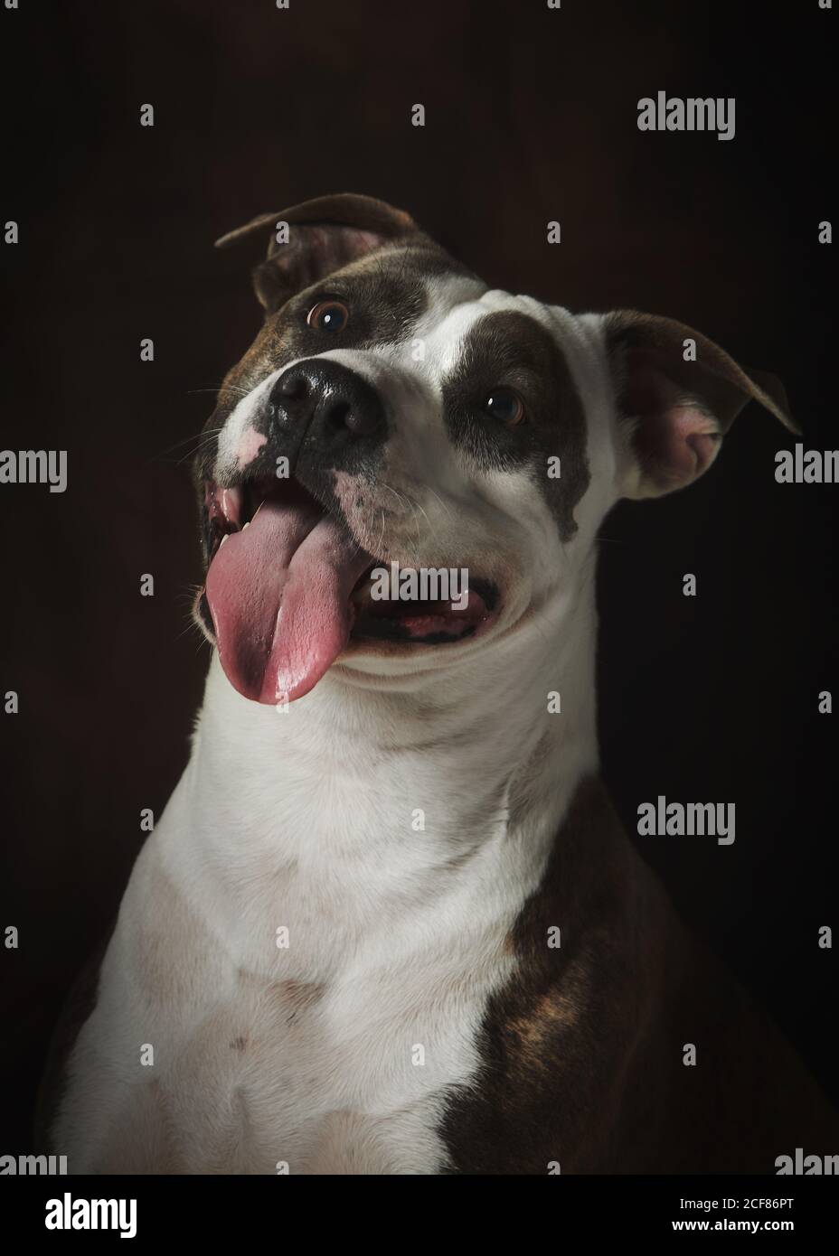 Strong attentive spotted Amstaff dog Stock Photo