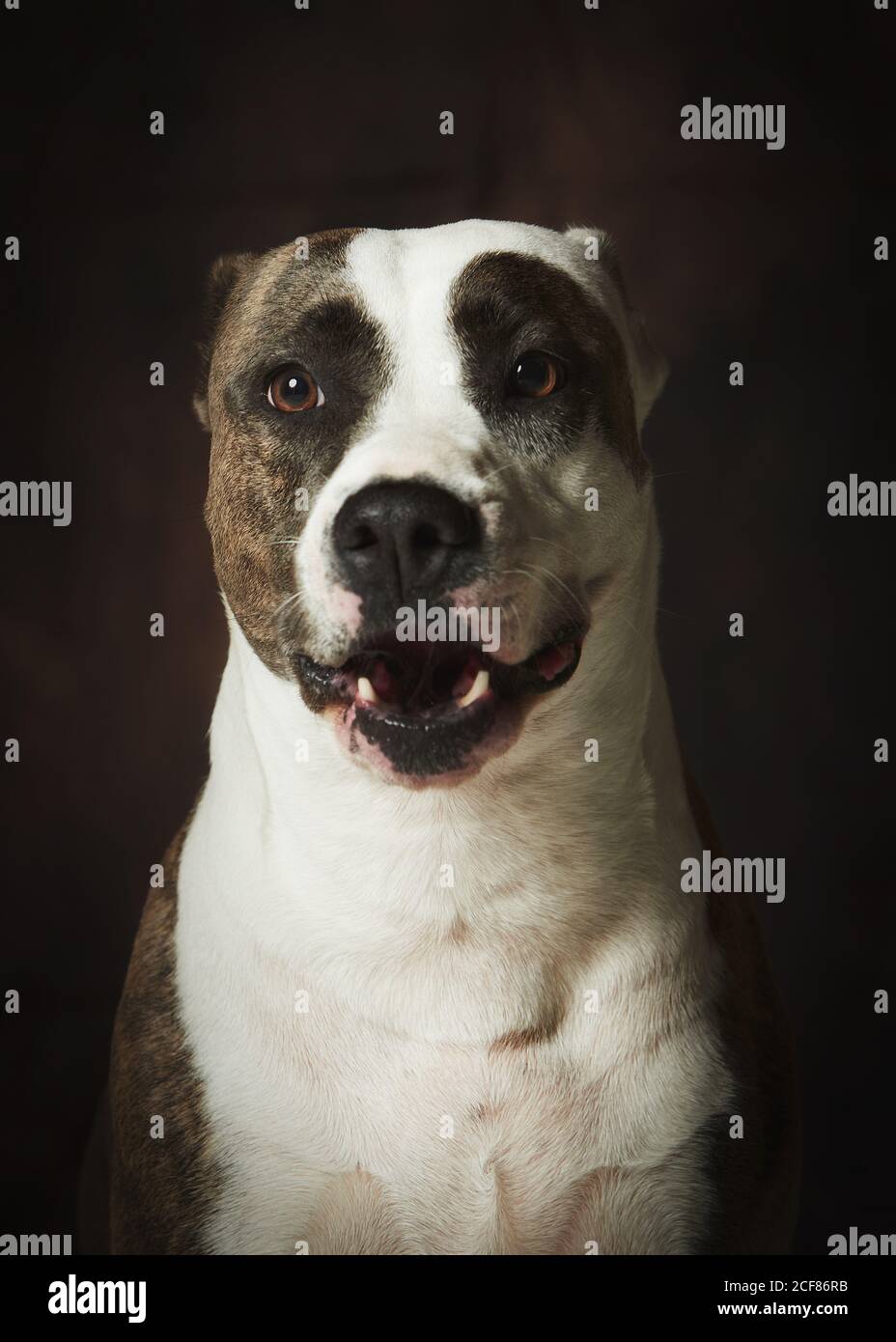 Brown and white dappled Staffordshire Terrier dog with mouth open sitting obediently and looking away with interest against dark wall Stock Photo