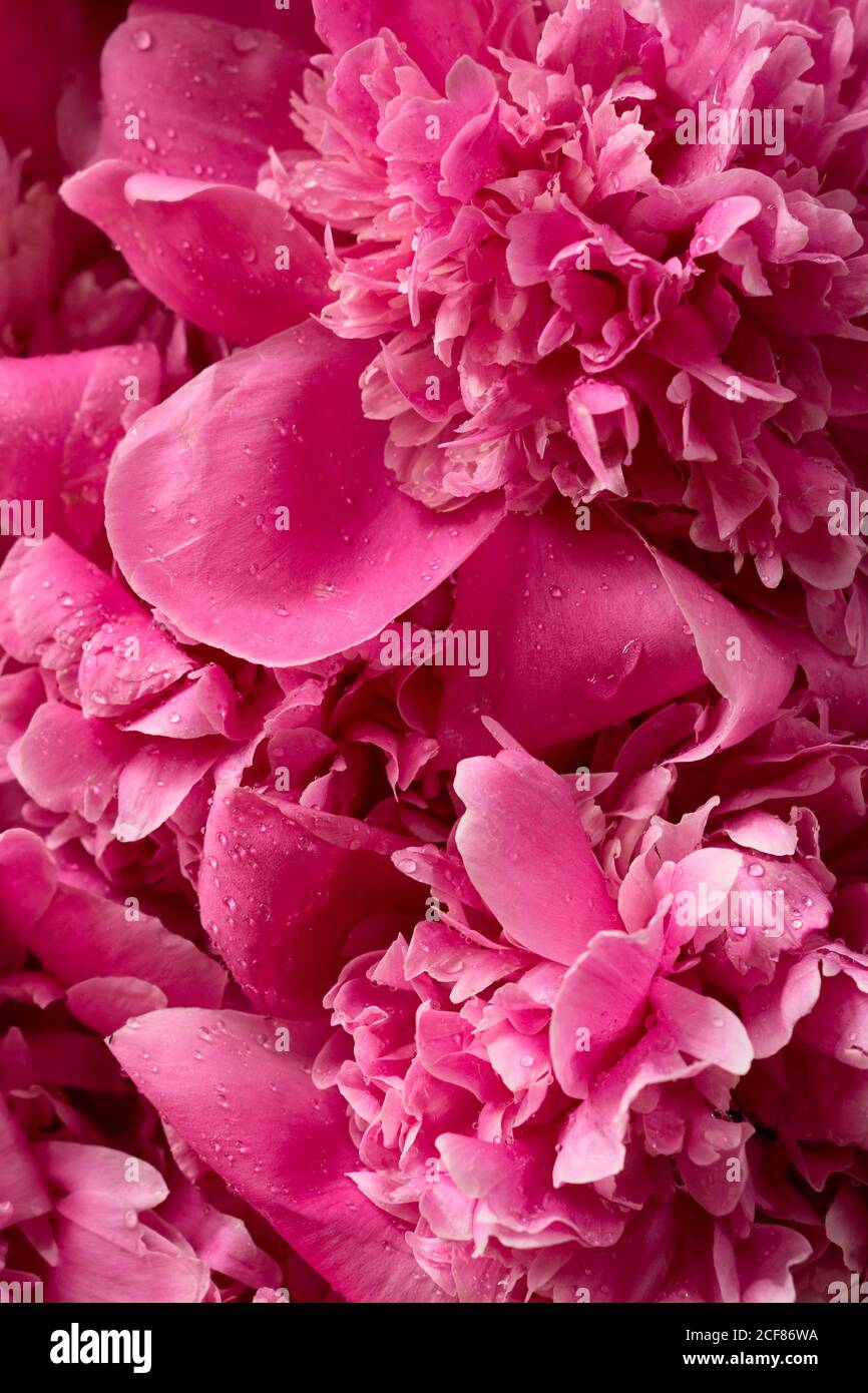 pink pion  blooming  flowers brunch   in garden  with copy space in minimal style, template for lettering, text or your design Stock Photo
