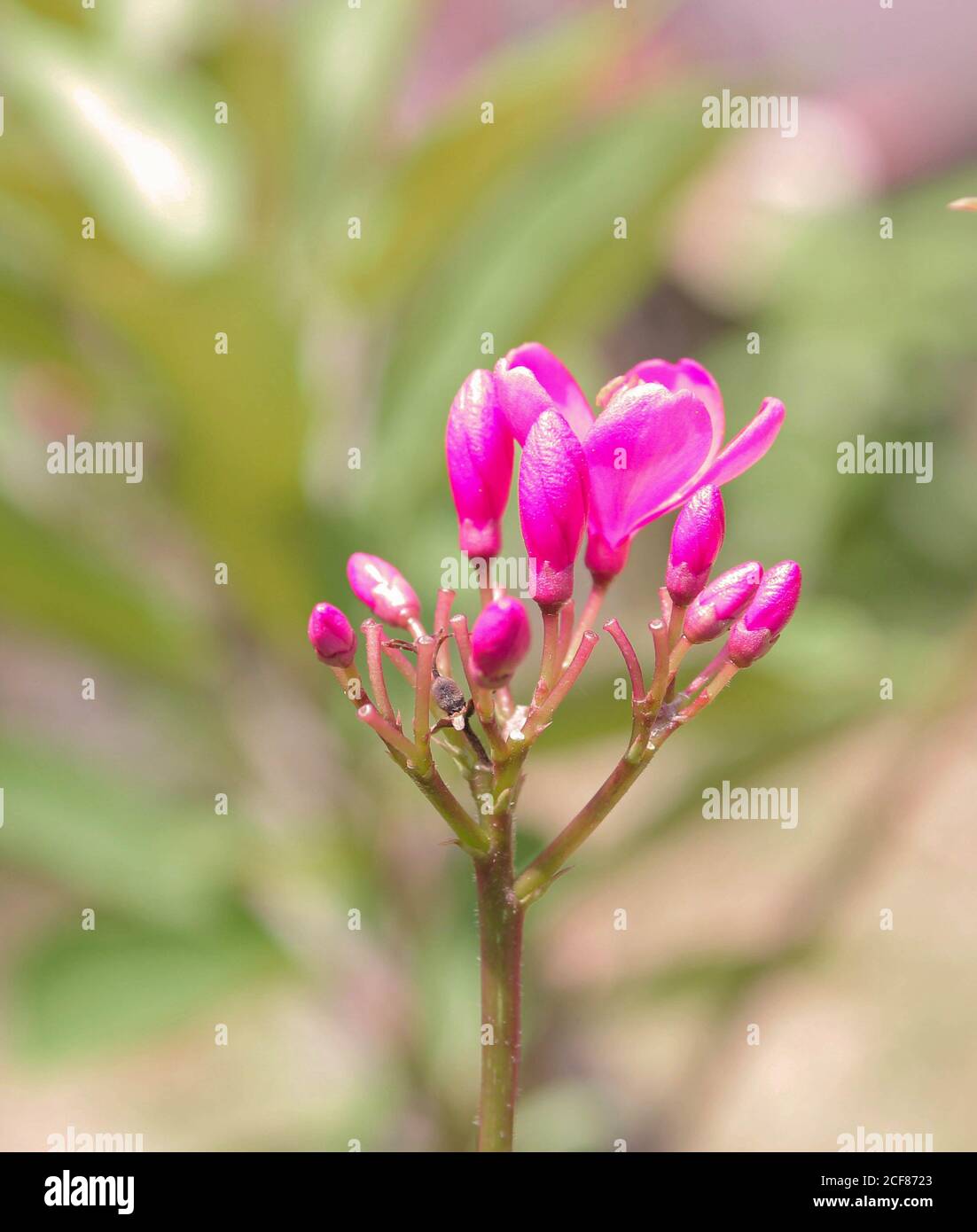 Champa Laos Flower Dremof Bieber