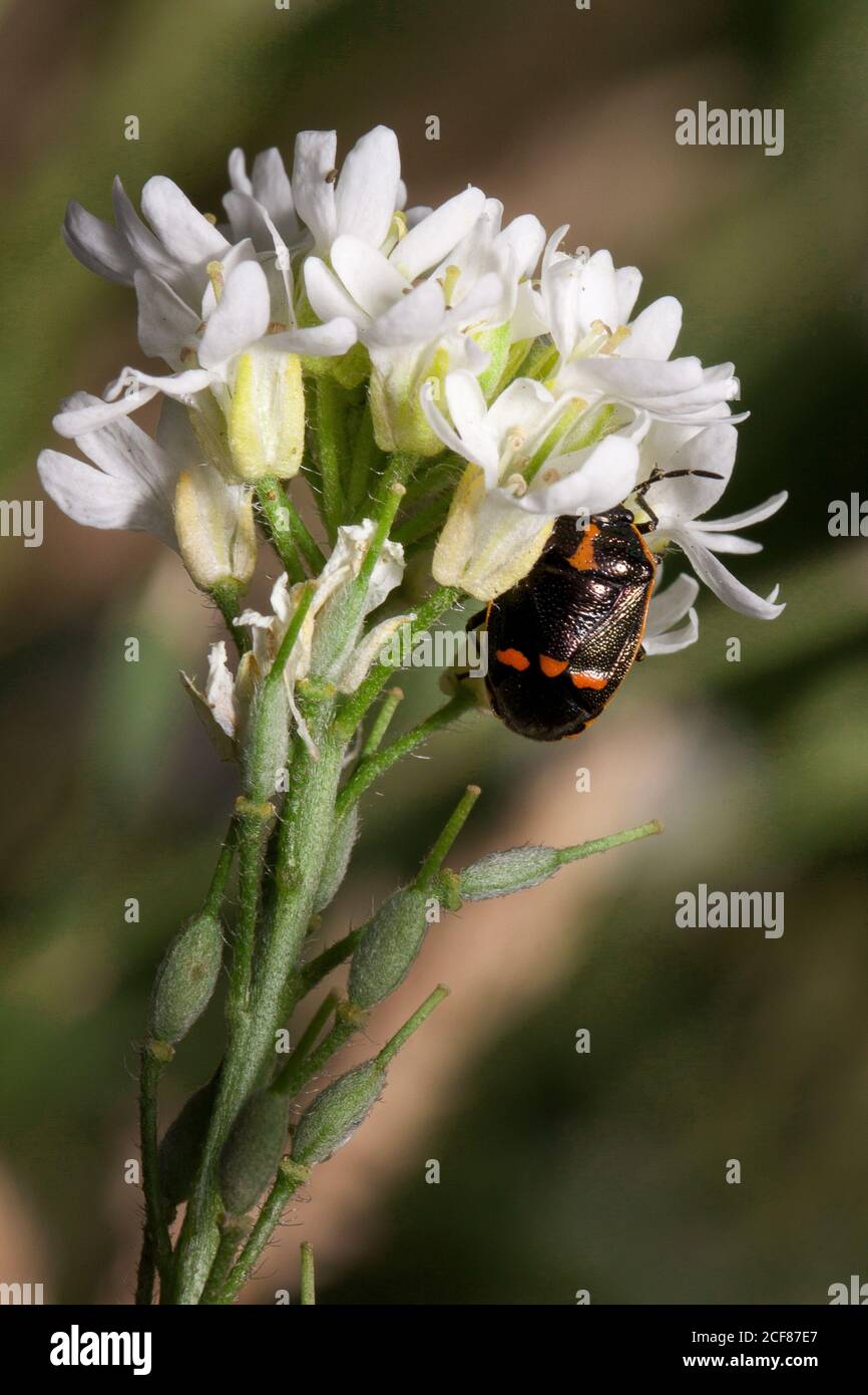 Shield bugs is sitting on a goodyera flowers. Animals in wildlife.Sunny summer day. Stock Photo