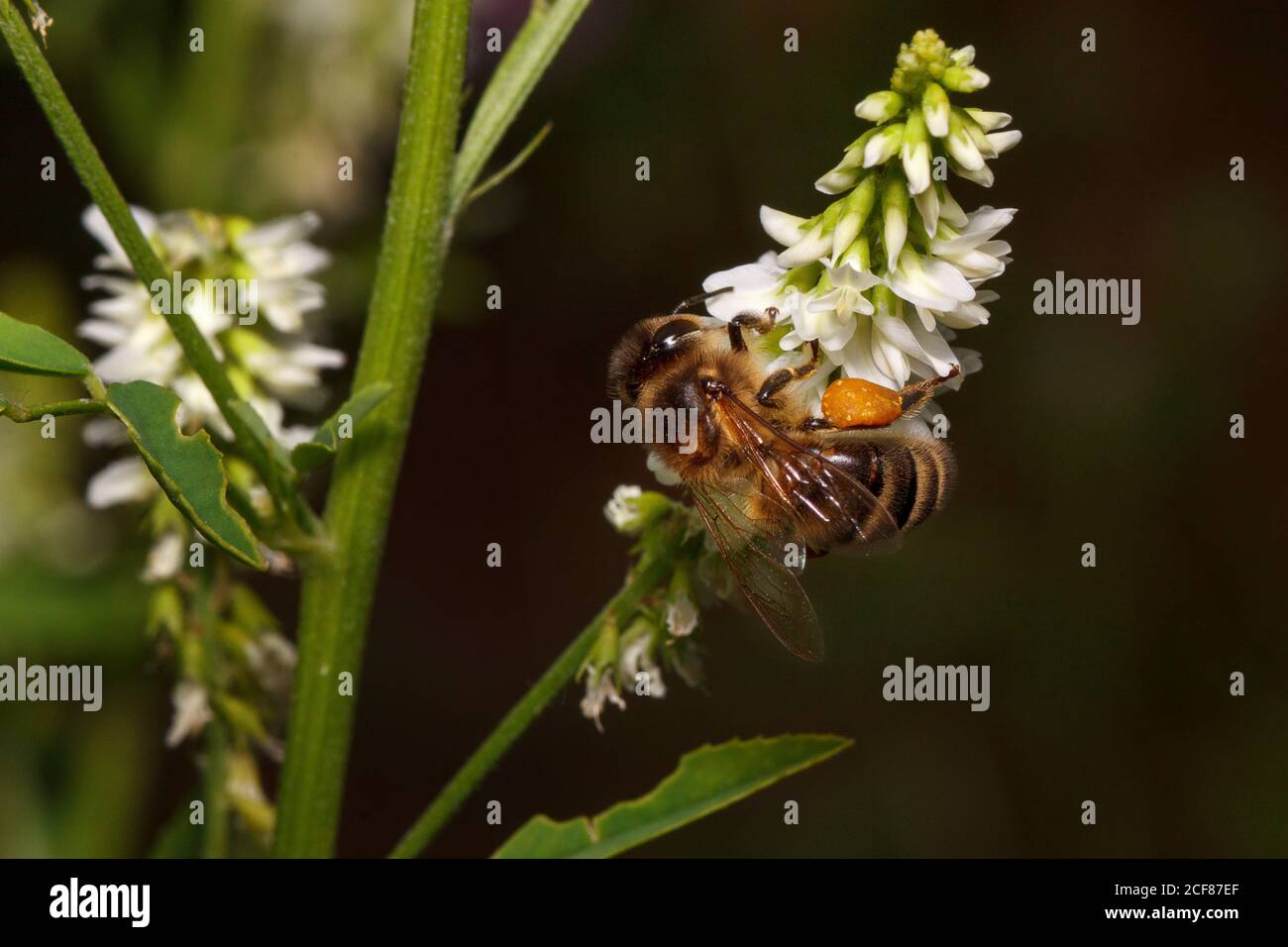Bee is gathering nectar from a goodyera flowers. Animals in wildlife. Sunny summer day. Stock Photo