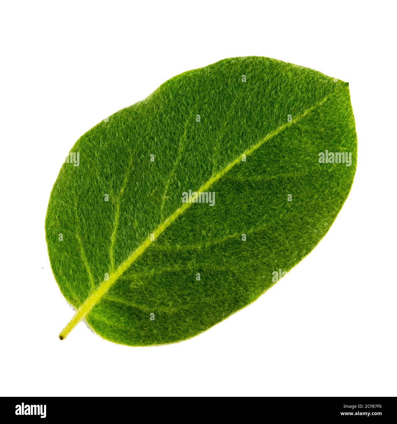 green quince leaf isolated on the white background, underside of leaf