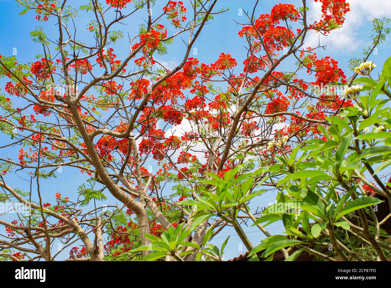 Red Flower And Blue Sky Bacground Beauty Full Flower Background Image 