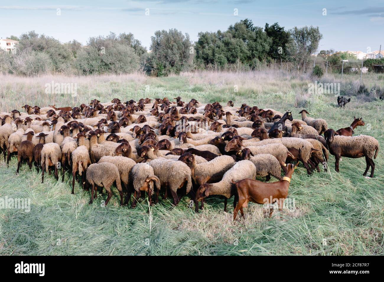 Flock of sheep grazing in meadow in countryside under supervision of dogs on sunny day Stock Photo