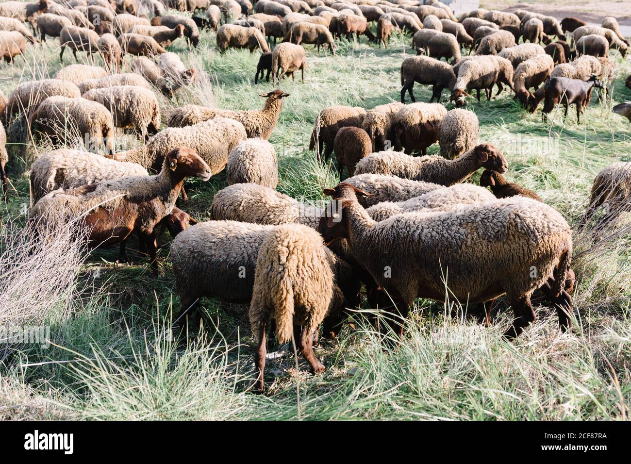 Herd of sheep pasturing in green field Stock Photo - Alamy