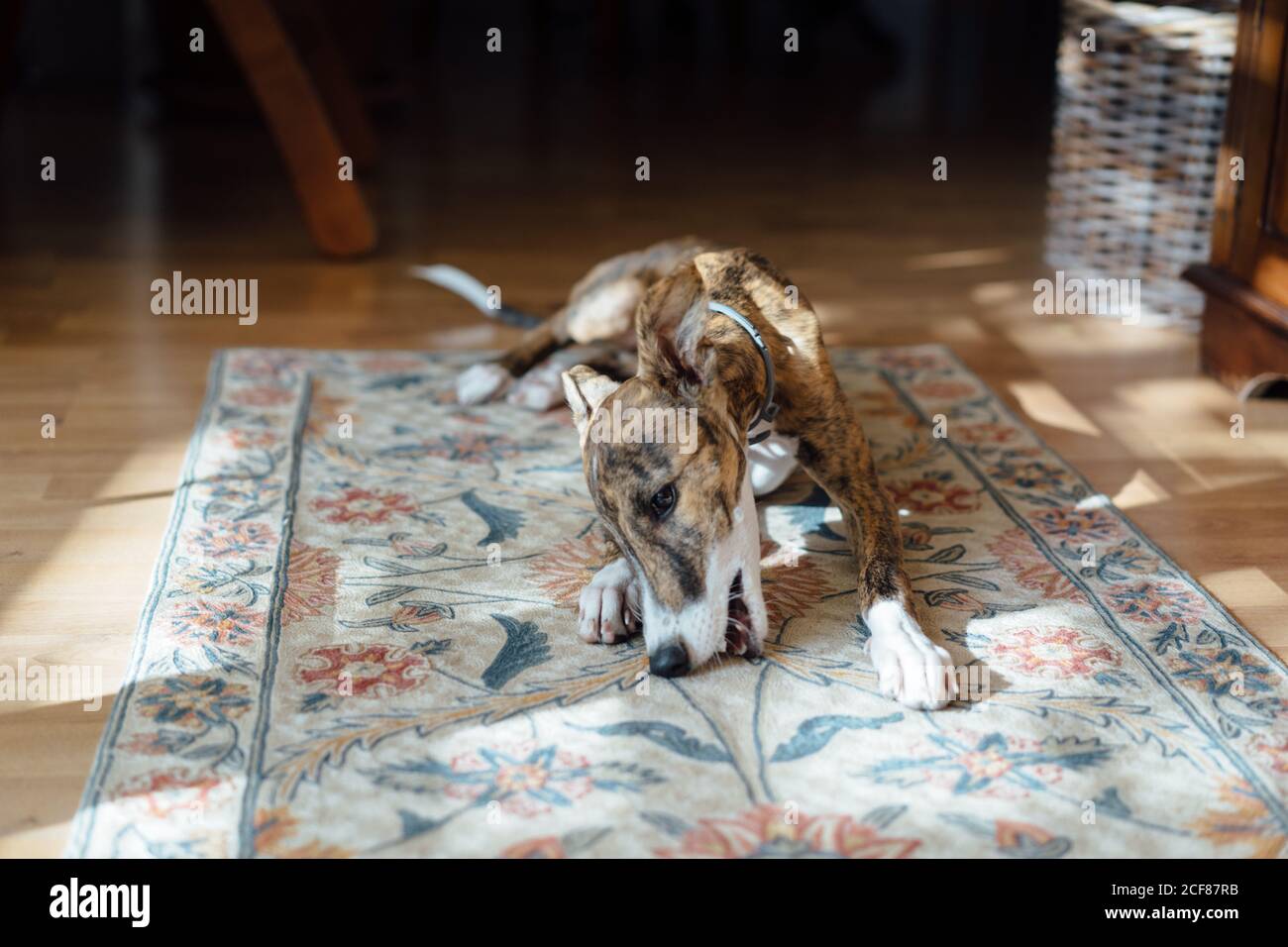 Spanish sighthound dog on carpet at home Stock Photo
