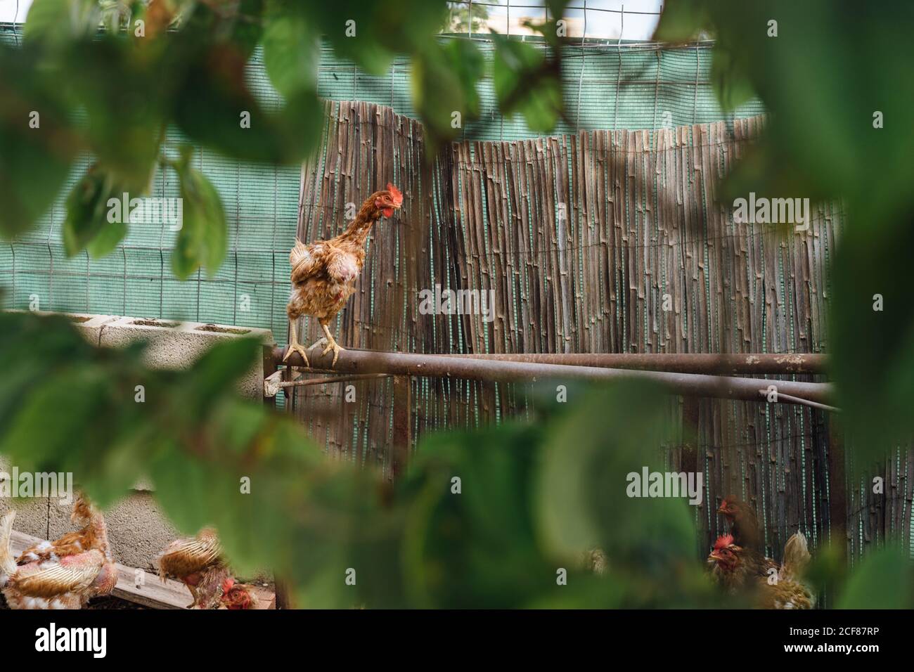 Brown hen in chicken coop Stock Photo