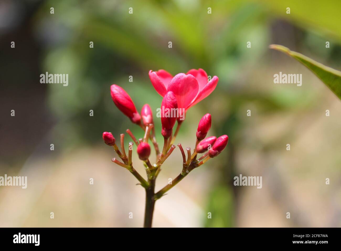 red champa flower laos national flower dok champa laos Stock Photo
