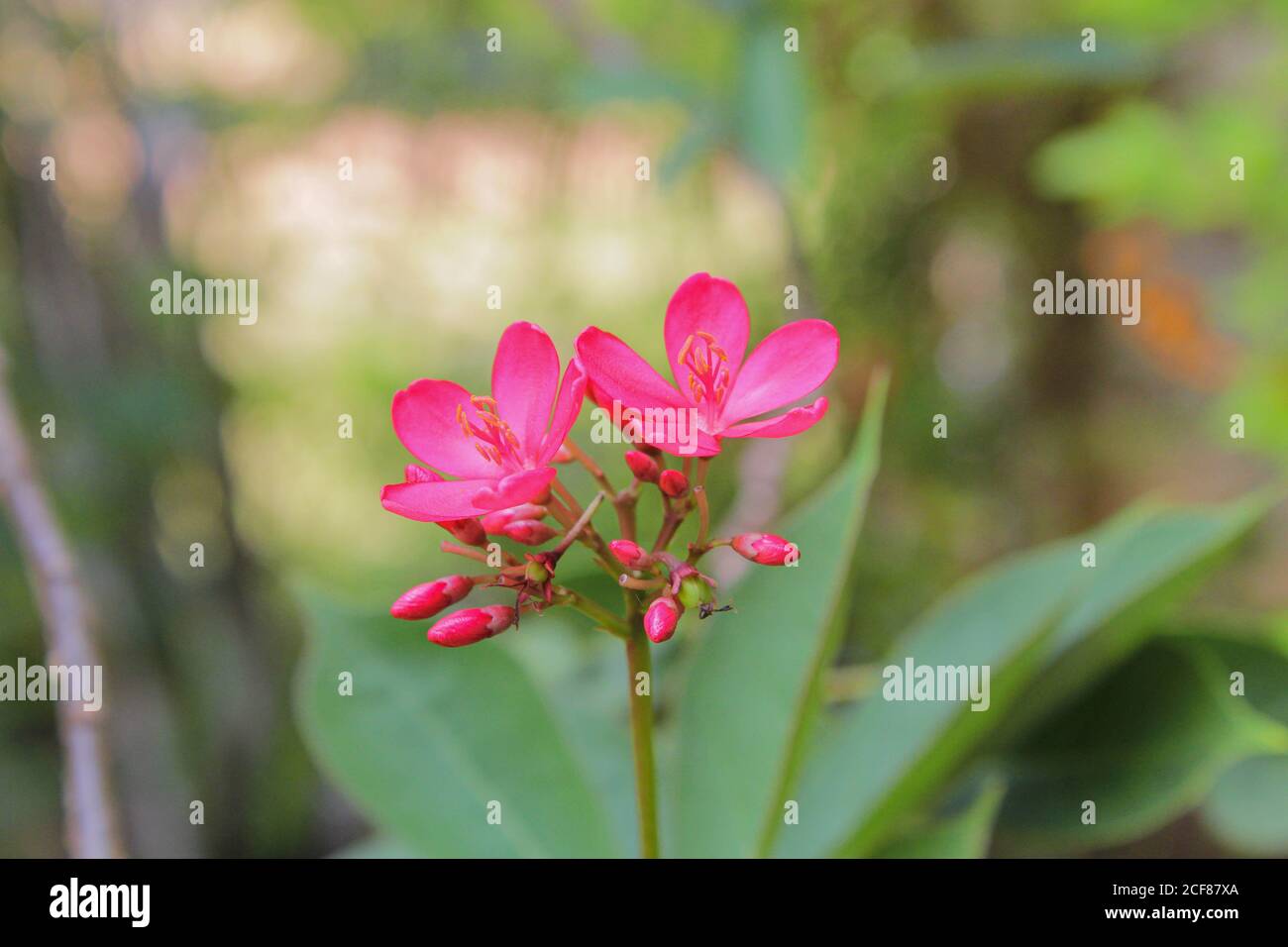 red champa flower laos national flower dok champa laos Stock Photo - Alamy