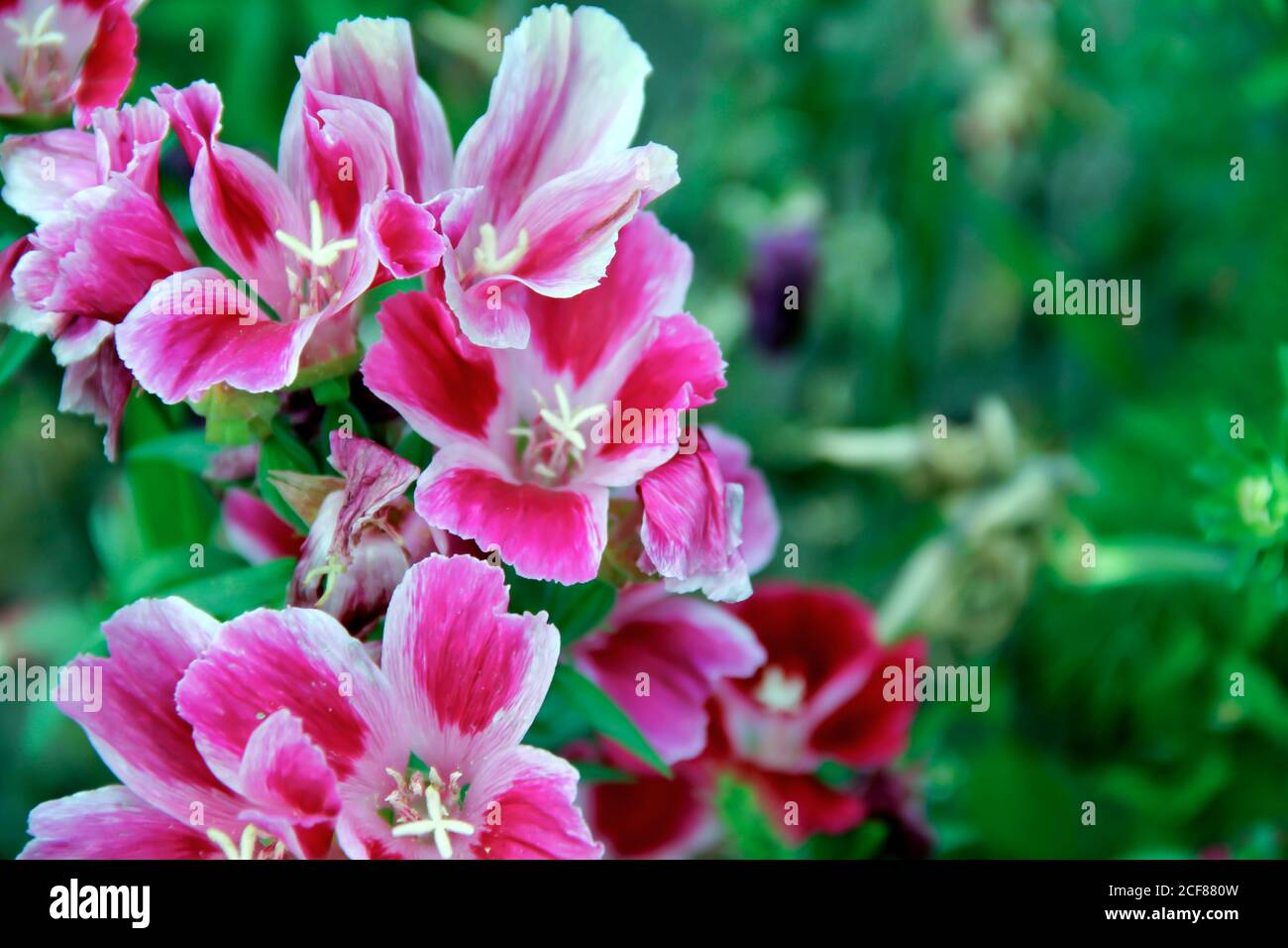 Soft focus of pink godetia flowers at a field Stock Photo