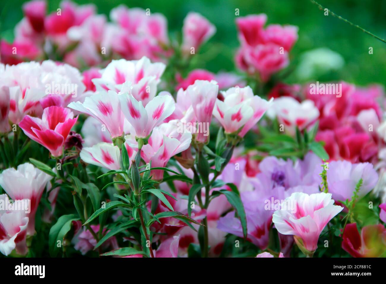 Soft focus of pink godetia flowers at a field Stock Photo