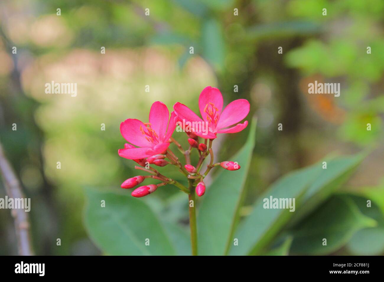 red champa flower laos national flower dok champa laos Stock Photo