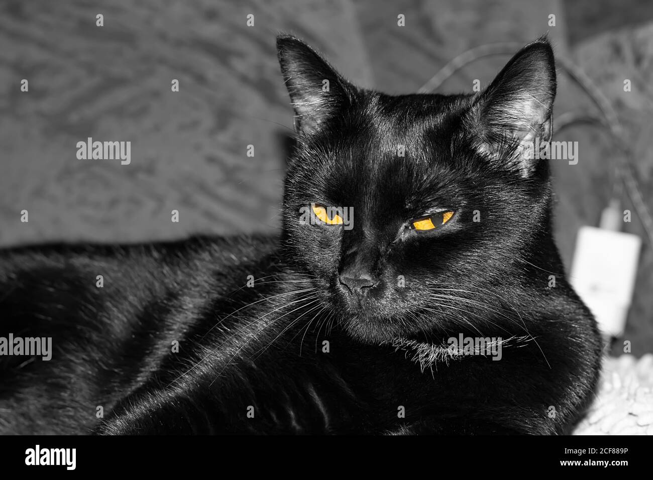 Shiny black cat hi res stock photography and images Alamy