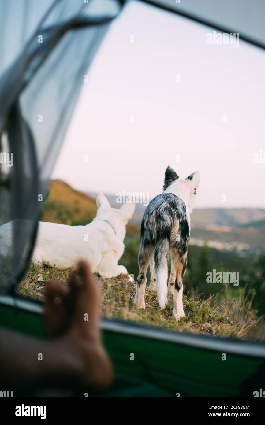 Loyal dogs guarding camping tent with anonymous tourist in countryside Stock Photo