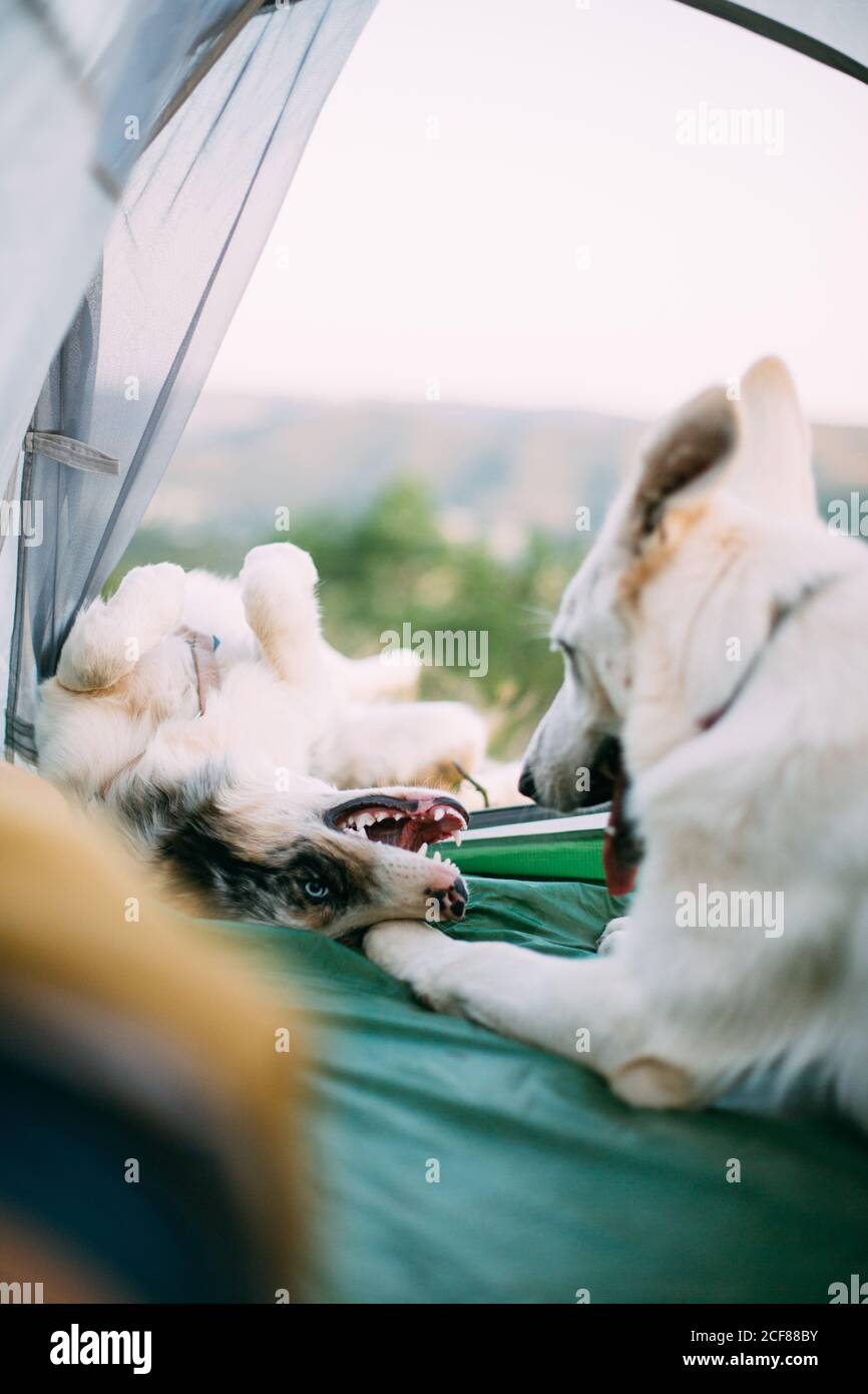 Loyal dogs guarding camping tent with anonymous tourist in countryside Stock Photo