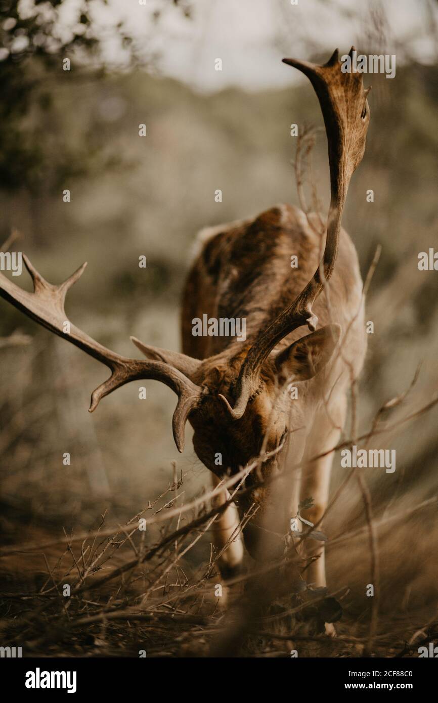 Young wapiti with large antlers chewing green leaves from the ground while grazing on blurred background of nature Stock Photo
