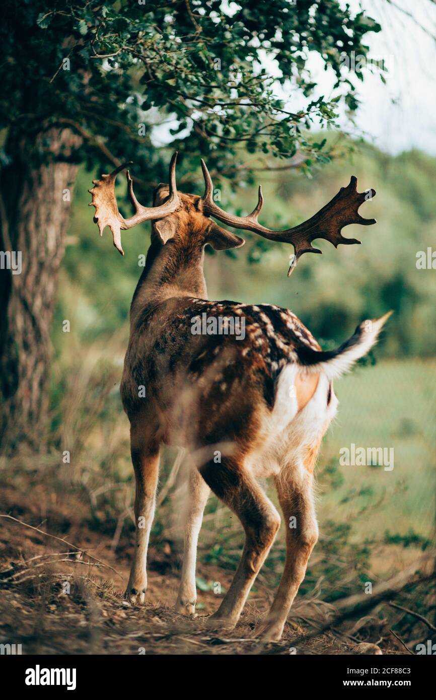 Back view of young wapiti with large antlers chewing green leaves while grazing on blurred background of nature Stock Photo
