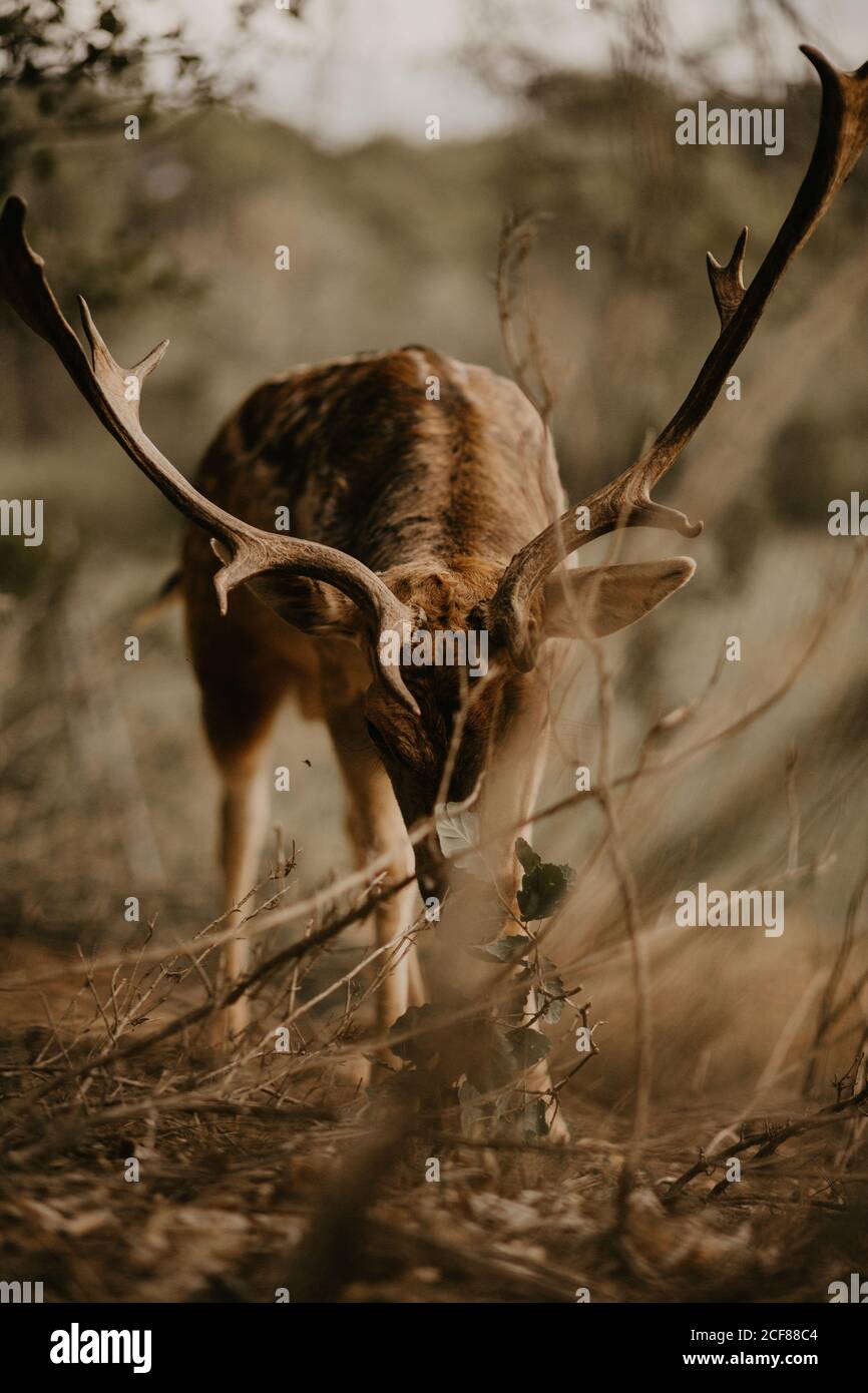 Young wapiti with large antlers chewing green leaves from the ground while grazing on blurred background of nature Stock Photo