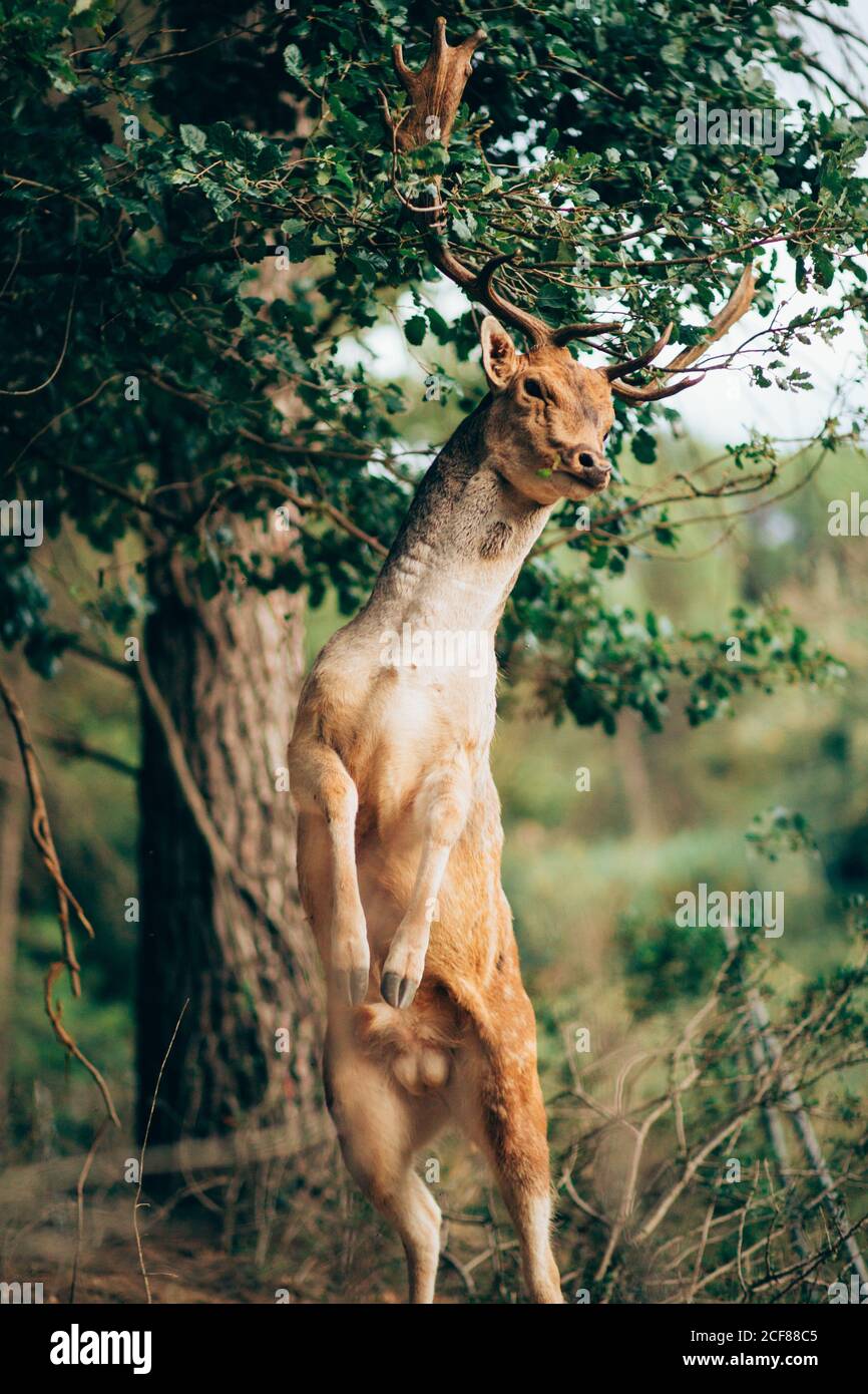 Portrait of young wapiti with large antlers rearing up against blurred background of nature Stock Photo