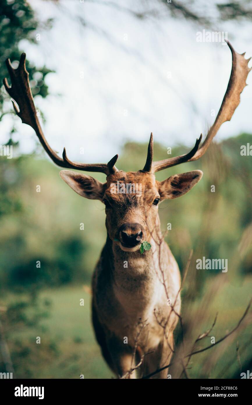 Young wapiti with large antlers chewing green leaves while grazing on blurred background of nature Stock Photo
