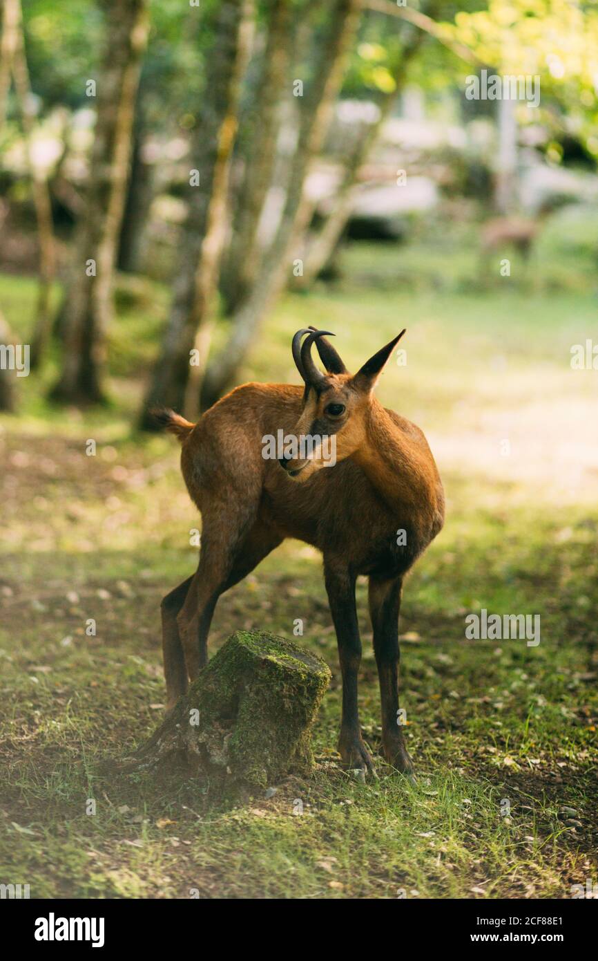 Gazelle with blurred background hi-res stock photography and images - Alamy