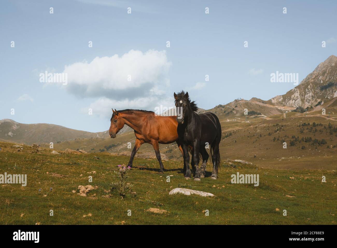 Herd of domestic horses pasturing on green field in summer day Stock Photo
