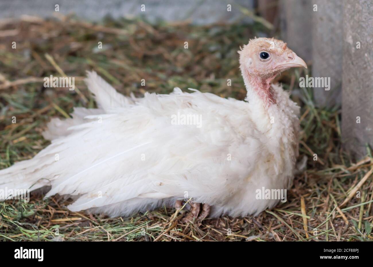 young turkeys on the farm, turkey breeding Stock Photo - Alamy