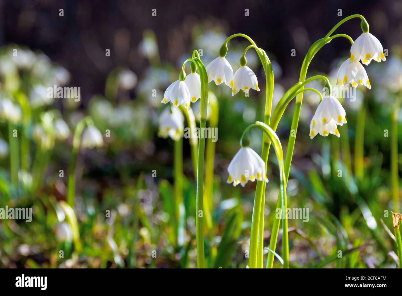 bunch of snowflake flowers on the forest glade. spring nature background on a sunny day Stock Photo